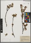 Foto von Salix waldsteiniana Willd.